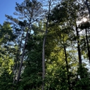 Tree and Green Services - Tree Service