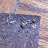 Organic Pest Control gallery
