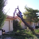 Seguin Animal Removal - Animal Removal Services