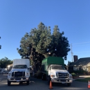 Premier Tree Experts - Tree Service