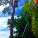 Experienced Tree Service - Tree Service