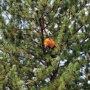 SavATree