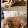 Corgi Corral of Virginia gallery