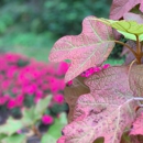 Edith J. Carrier Arboretum - Arboretums