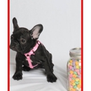 Petland Sarasota - Pet Stores
