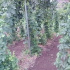 Nelson's Herbs