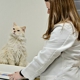 Devonshire Veterinary Clinic