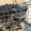 Varment Wildlife Control, Inc. gallery