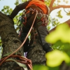 J. S. Construction & Tree Services gallery