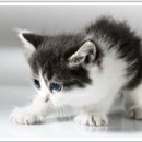 Bihari Kennels - Dog & Cat Grooming & Supplies