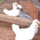 Bogle Farm - Farms
