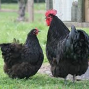 Rutledge hatching eggs - Poultry Hatcheries