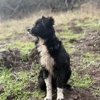 Akin's Aussies gallery