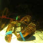 Red Lobster