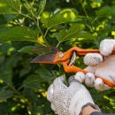Hurricane Tree Services & Landscaping inc - Tree Service
