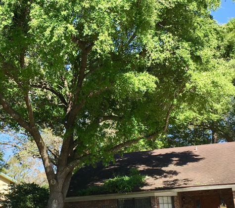 Shaw's Tree Service - Jacksonville, FL. Front oak tree