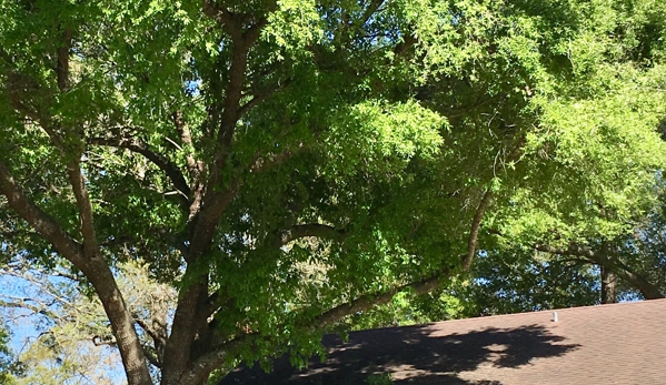 Shaw's Tree Service - Jacksonville, FL. Front oak tree