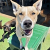 Paradise Pet Resort gallery