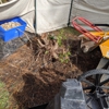 Southern Crab Stump Grinding gallery