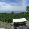 Hula Daddy Kona Coffee gallery