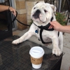 Coffee N Cream gallery