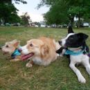 Mission Impawsible Dog Training - Pet Training