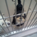 Riverside County Department of Animal Services - Animal Shelters