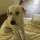 Who Let's the Dogs Out - Pet Sitting & Exercising Services
