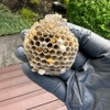 Banish Pest Control gallery