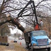 Butler Tree Service gallery