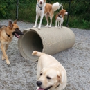 All Good Dogs - Hostels