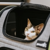 Meow Bark Veterinary gallery