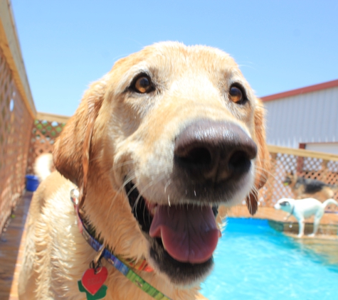 Happy Hounds Aquatic and Daycare Center - Woodway, TX