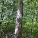 Charles Kolb And Sons Logging - Logging Companies