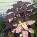 Greenleaf’s Garden Design - Arborists