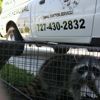 Animal Eviction Services gallery
