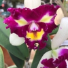 Seagrove Orchids gallery