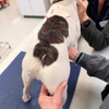 VCA Findlay Animal Hospital gallery