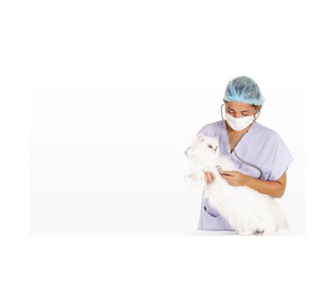 Kingaroy Veterinary Surgery - Kingaroy, QLD