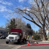 Joe Benigno's Tree Service gallery