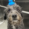 Kontota Mobile Dog Grooming of McKinney, TX gallery