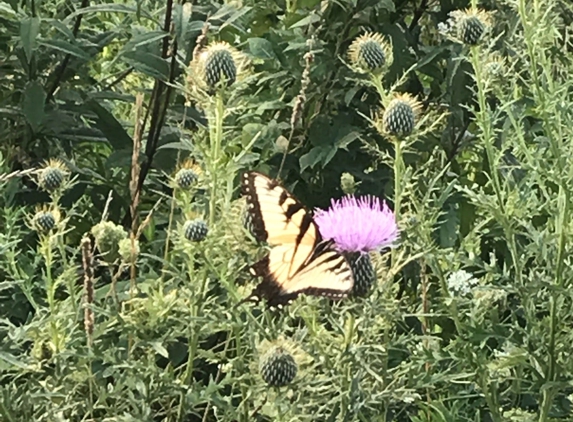 Jasper-Pulaski Fish and Wildlife Area - Medaryville, IN