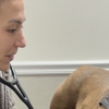 Veterinarian Pet Alliance gallery