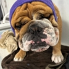 Fefe's Grooming Salon gallery