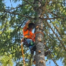 CDA Tree and Utility - Tree Service