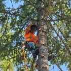 CDA Tree and Utility