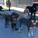 Williamsburg Pet Hotel & Suites - Pet Services