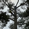 Art-Is-Tree gallery