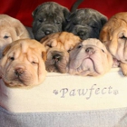 Chesapeake Bay Shar Pei