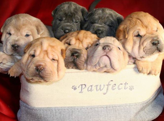 Chesapeake Bay Shar Pei - California, MD